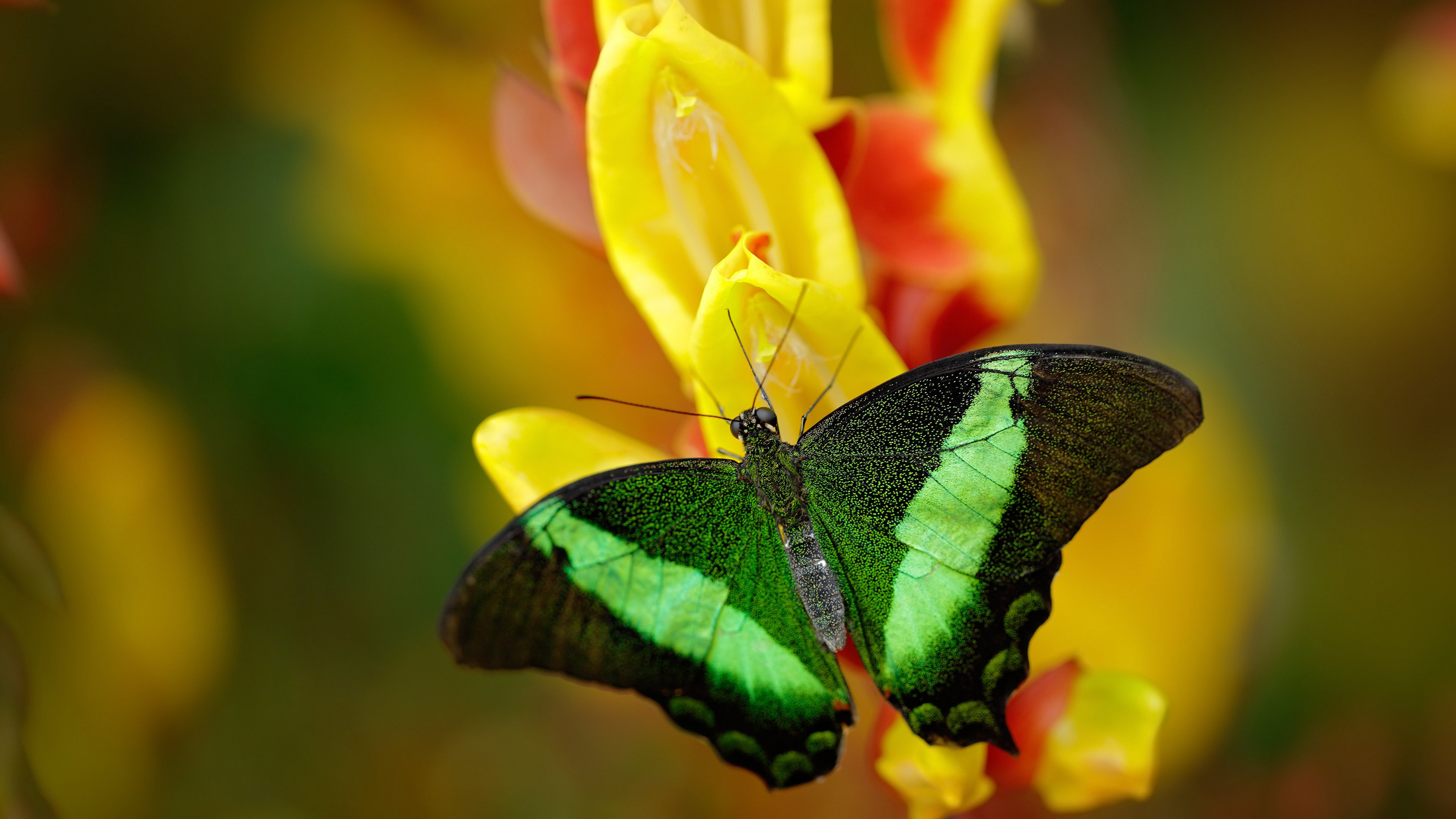 开云中国官网-“跑圈铁人”挑战100天百马，惊艳朋友圈，跑100圈视频