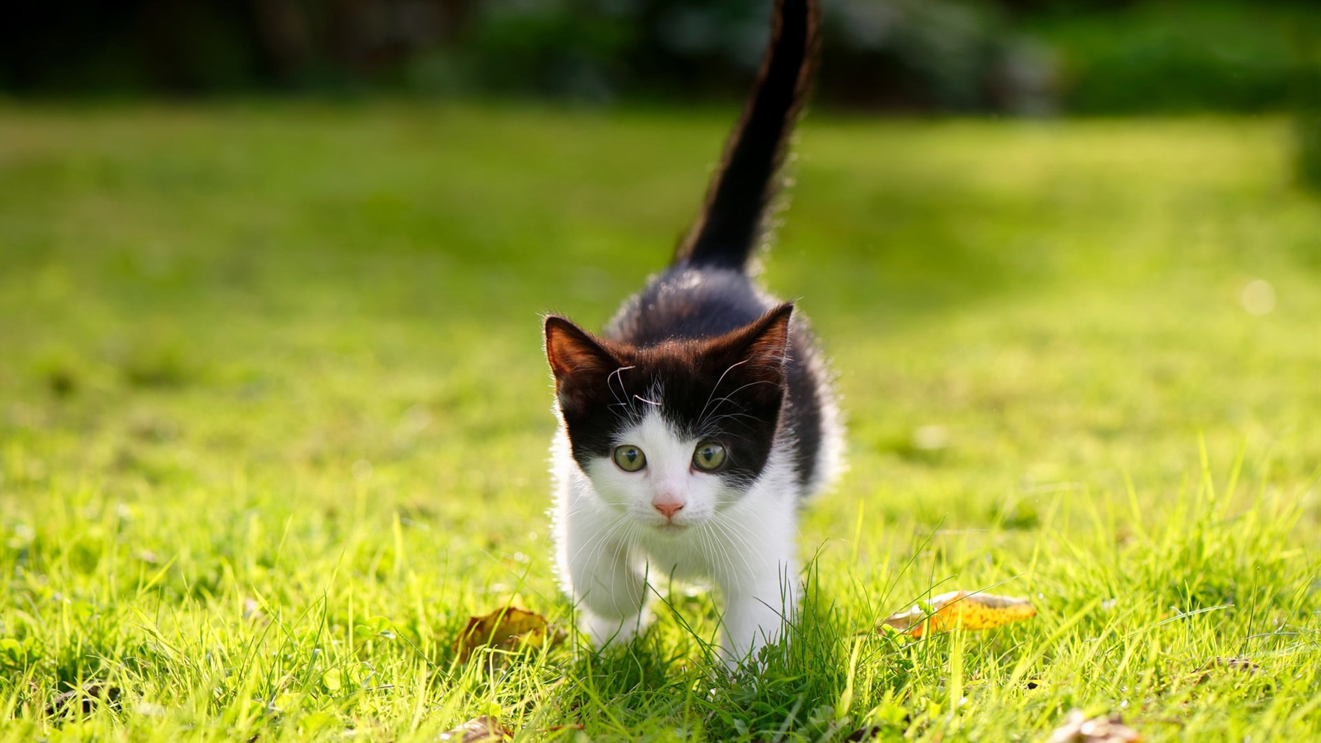 开云官方网站-《CS_GO激战欧洲锦标赛，直逼世界最高水平》，csgo欧洲rmr比赛2021